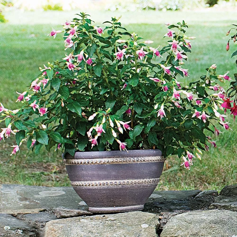 Barnsley Bowl, Small 1 Barnsley Bowl, Small