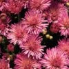 Chrysanthemum 'Fireworks Igloo'