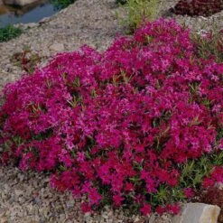 Phlox Subulata 'Scarlet Flame'