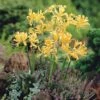 Lycoris Aurea