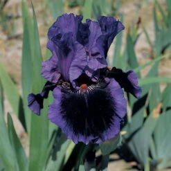 Iris Germanica 'Pagan Dance' - Reblooming