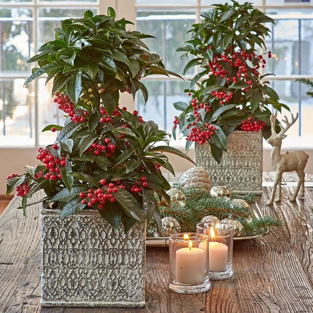 One Coralberry In Ceramic Cachepot 1 One Coralberry In Ceramic Cachepot