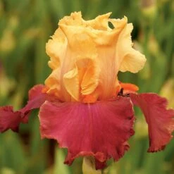 Iris Germanica 'Frimousse'