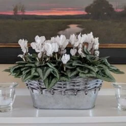 Cyclamen Silverleaf Pure White, 2 Pots In Gray Metal Basket