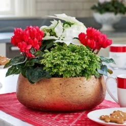 Poinsettia Dish Garden