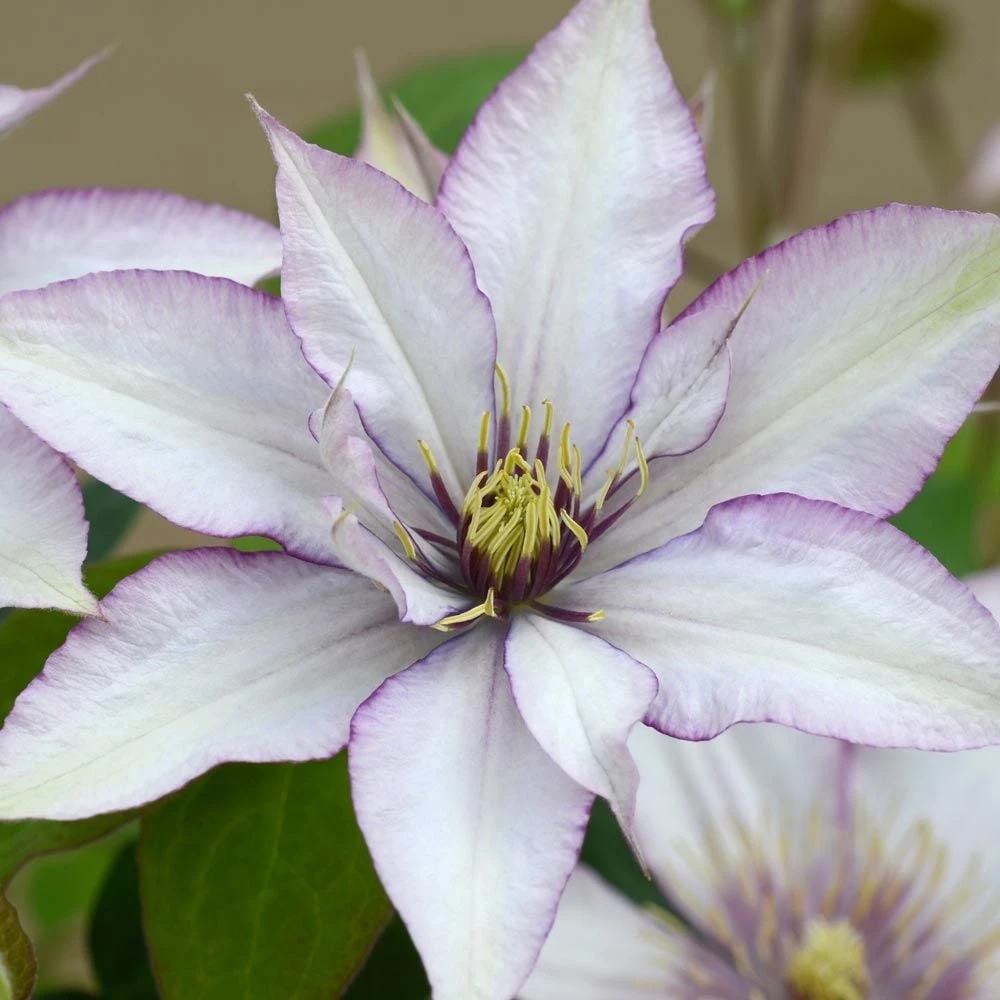 Clematis Samaritan Jo™ Boulevard® 1 Clematis Samaritan Jo™ Boulevard®