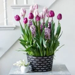 Purple Elegance Bulb Collection In Large Black Metal Cachepot