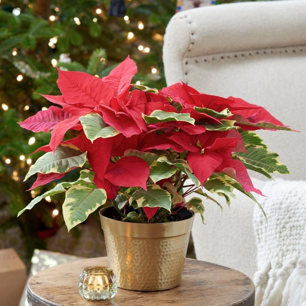 Poinsettia Tapestry In Gold-toned Ceramic Cachepot 1 Poinsettia Tapestry In Gold-toned Ceramic Cachepot