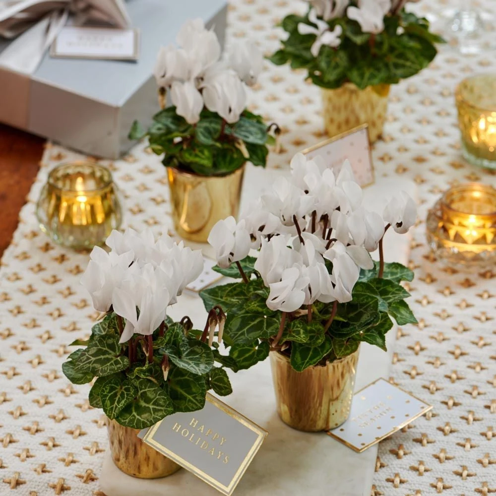 Mini White Cyclamen Quartet In Golden Glass Cachepots 1 Mini White Cyclamen Quartet In Golden Glass Cachepots