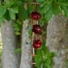 Copper Blossoms Hummingbird Feeder