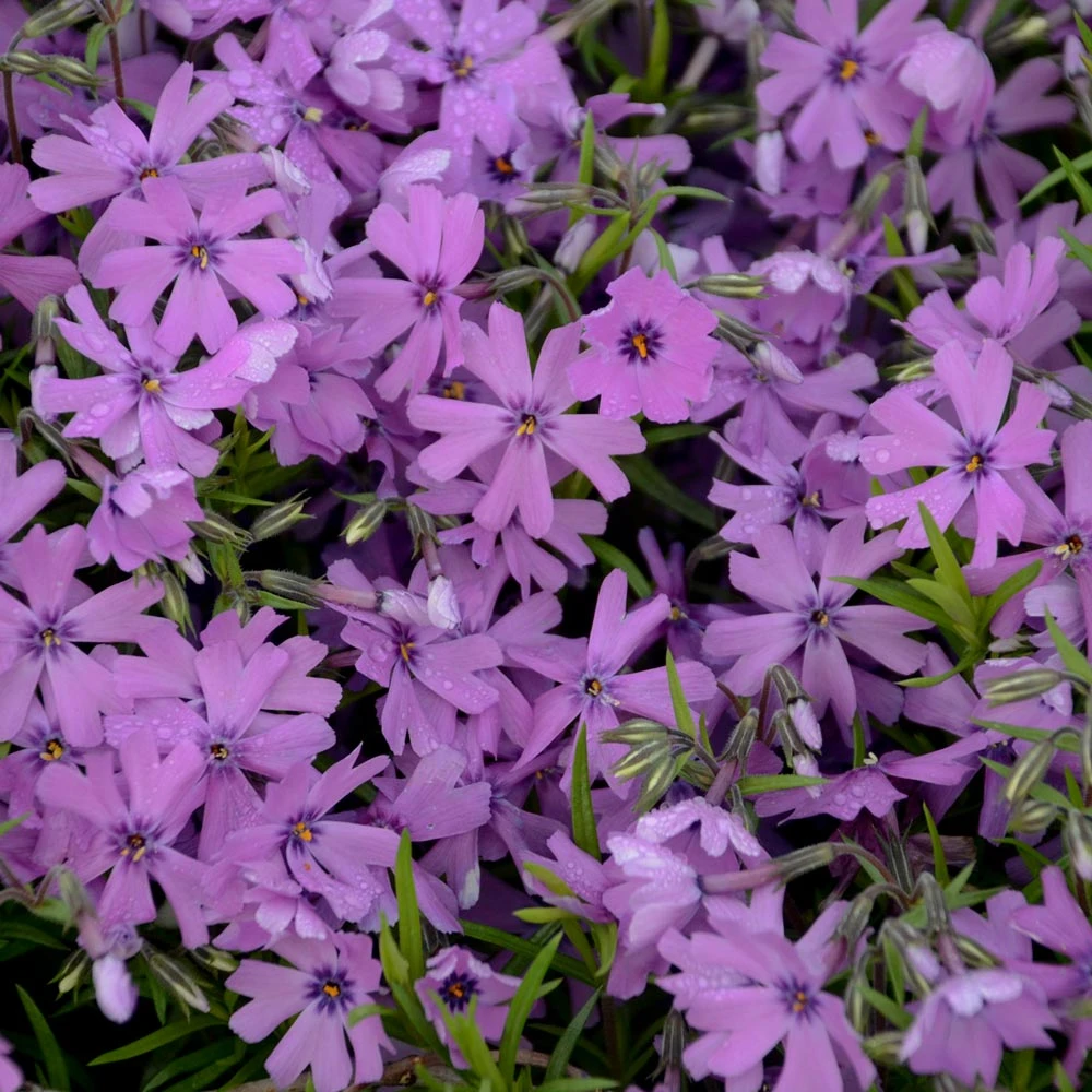 Phlox Subulata 'Purple Beauty' 1 Phlox Subulata 'Purple Beauty'