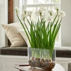 Paperwhite Kit With Windowsill Vase