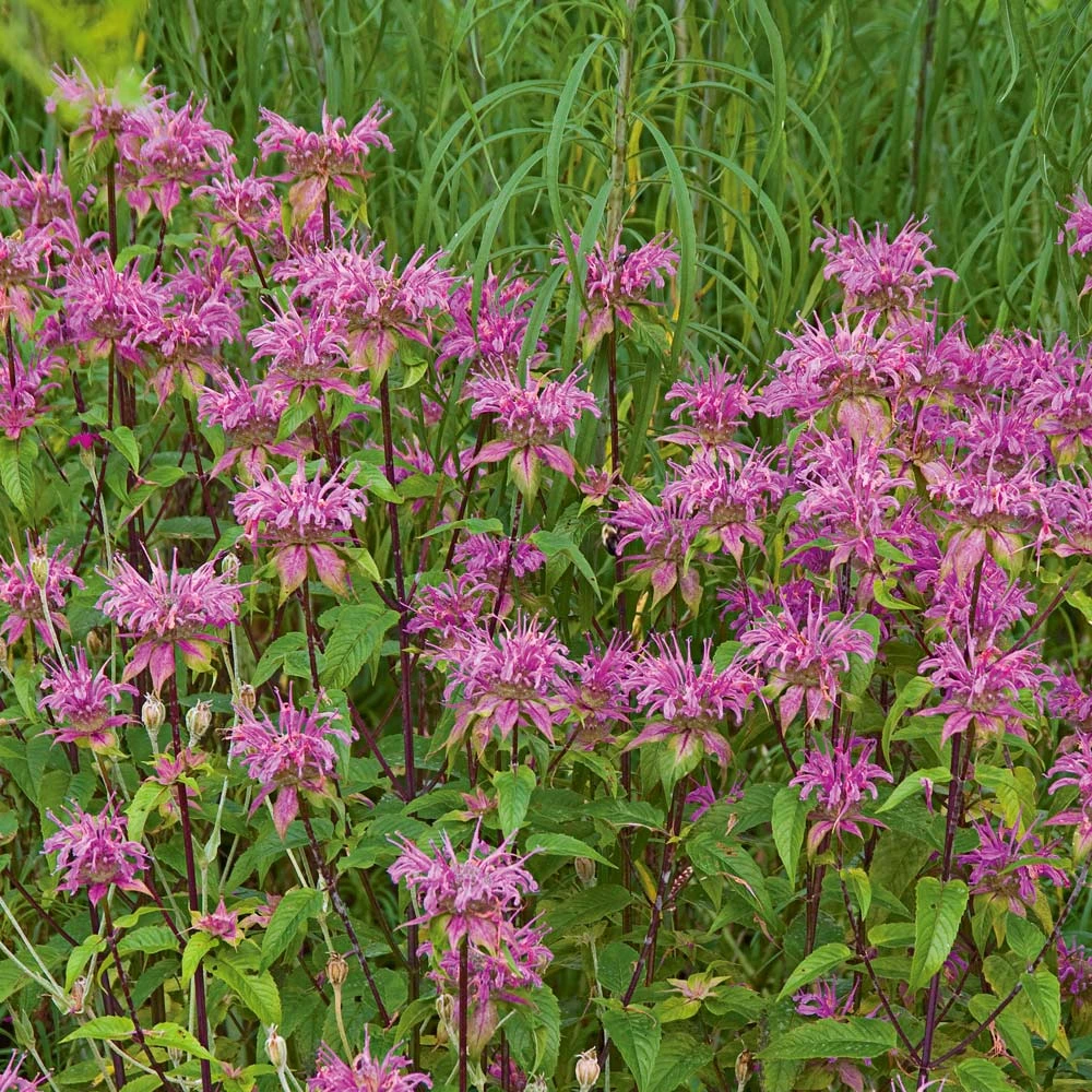 Monarda Fistulosa 'Claire Grace' 1 Monarda Fistulosa 'Claire Grace'