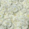 Chrysanthemum 'Frosty Igloo'
