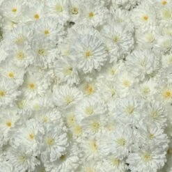 Chrysanthemum 'Frosty Igloo'