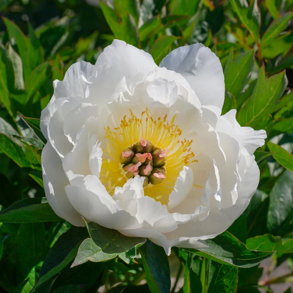 Peony 'Love Affair' - Itoh Peony 1 Peony 'Love Affair' - Itoh Peony