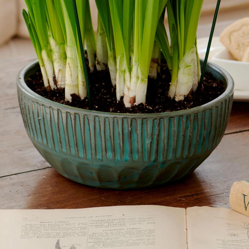 Neptune Bowl 1 Neptune Bowl