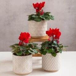 Red Cyclamen Trio In Lokka Ceramic Pots