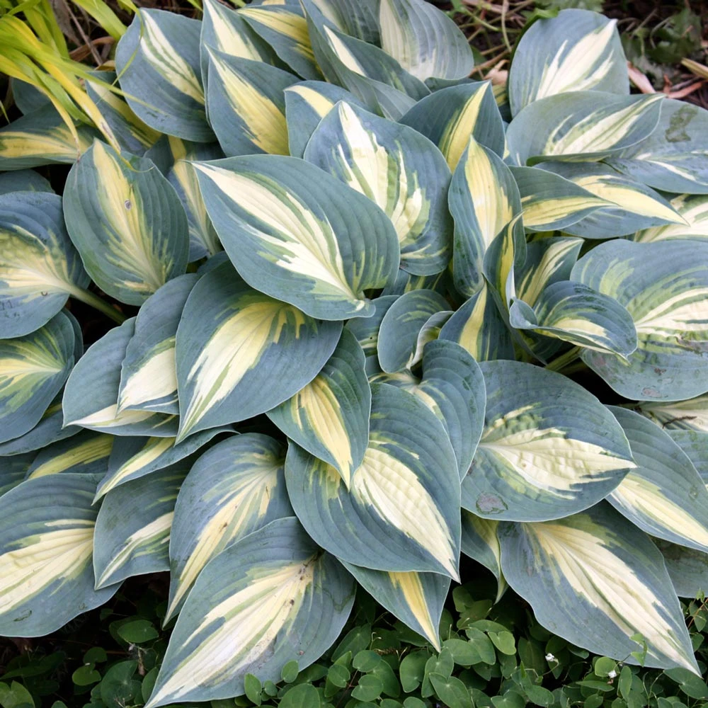 Hosta 'High Society' 1 Hosta 'High Society'