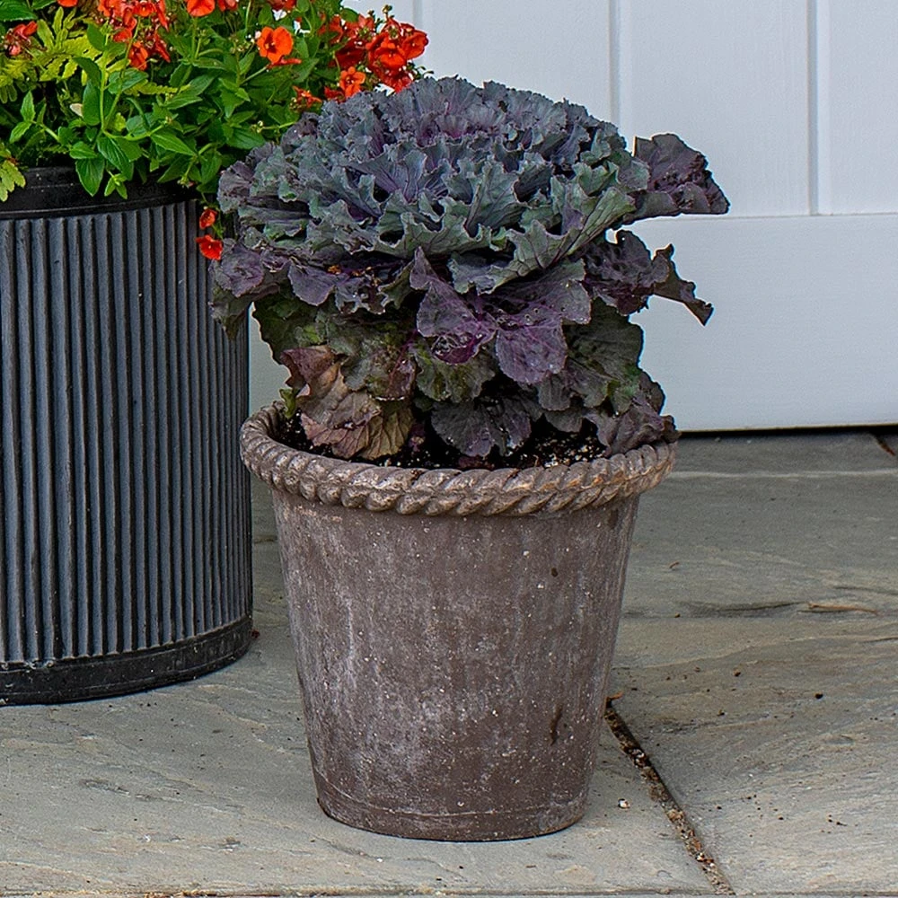 Ornamental Cabbage Osaka Red In Roped Roman Pot And Saucer 1 Ornamental Cabbage Osaka Red In Roped Roman Pot And Saucer