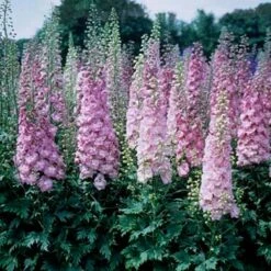 Delphinium Elatum 'Million Dollar Blush'