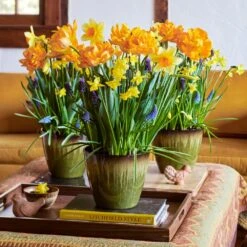 Honeyed Citrus Bulb Collection To 3 Different Addresses - Standard Shipping Included