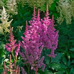 Astilbe Chinensis 'Visions'