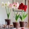 Three Months Of Colorful Amaryllis, December - February