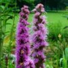 Liatris Spicata