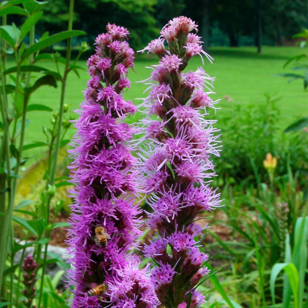 Liatris Spicata 1 Liatris Spicata