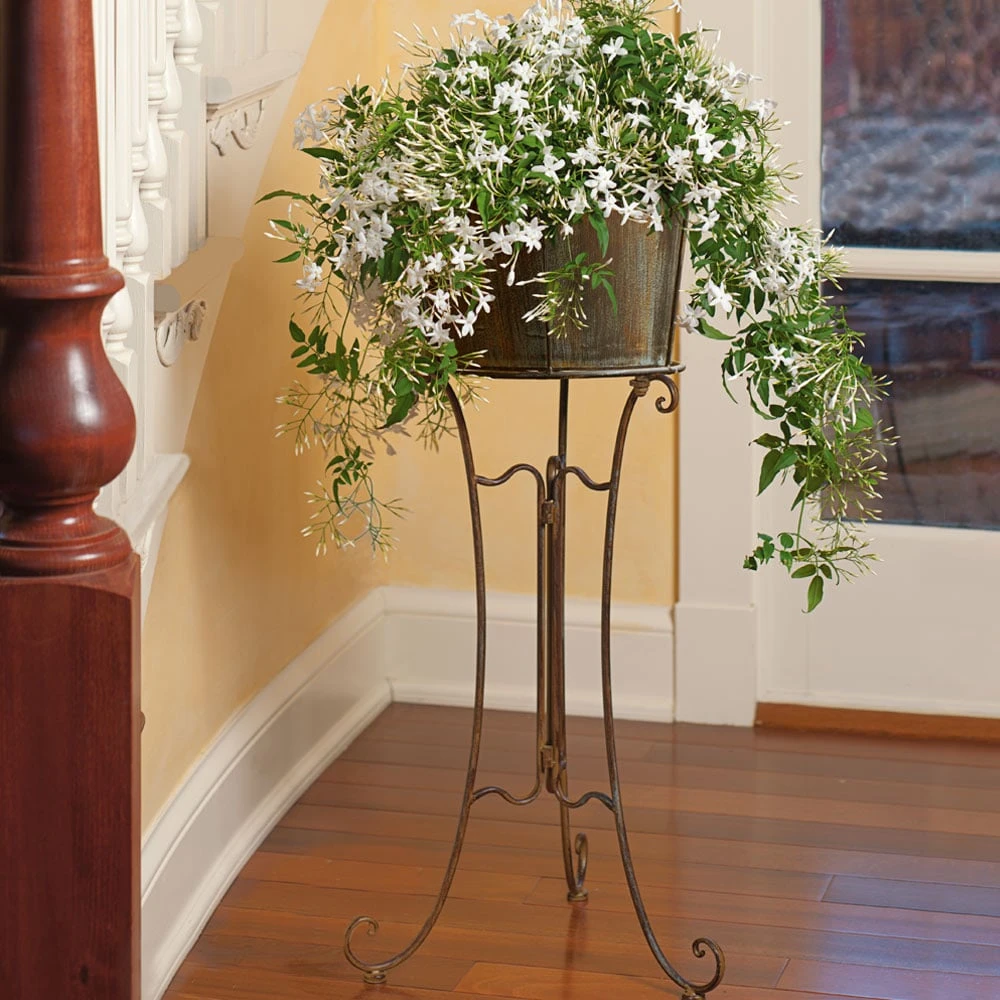 Jasmine In Filigree Plant Stand 1 Jasmine In Filigree Plant Stand