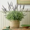 Lavender 'Goodwin Creek Grey' In Seagrass Basket