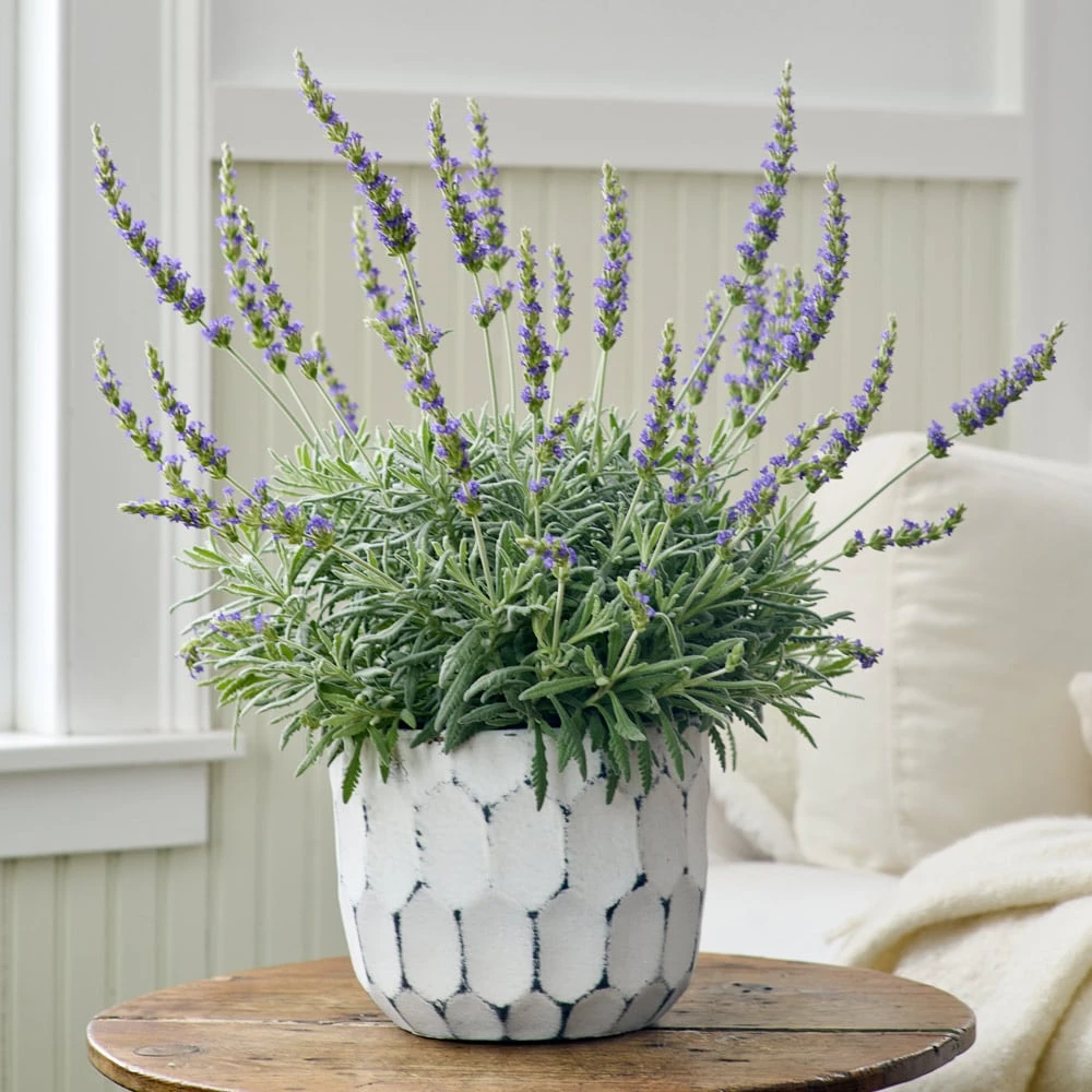 Lavender 'Goodwin Creek Grey' In White-washed Ceramic Cachepot 1 Lavender 'Goodwin Creek Grey' In White-washed Ceramic Cachepot