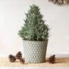 Lavender Tree In Honeycomb Metal Cachepot