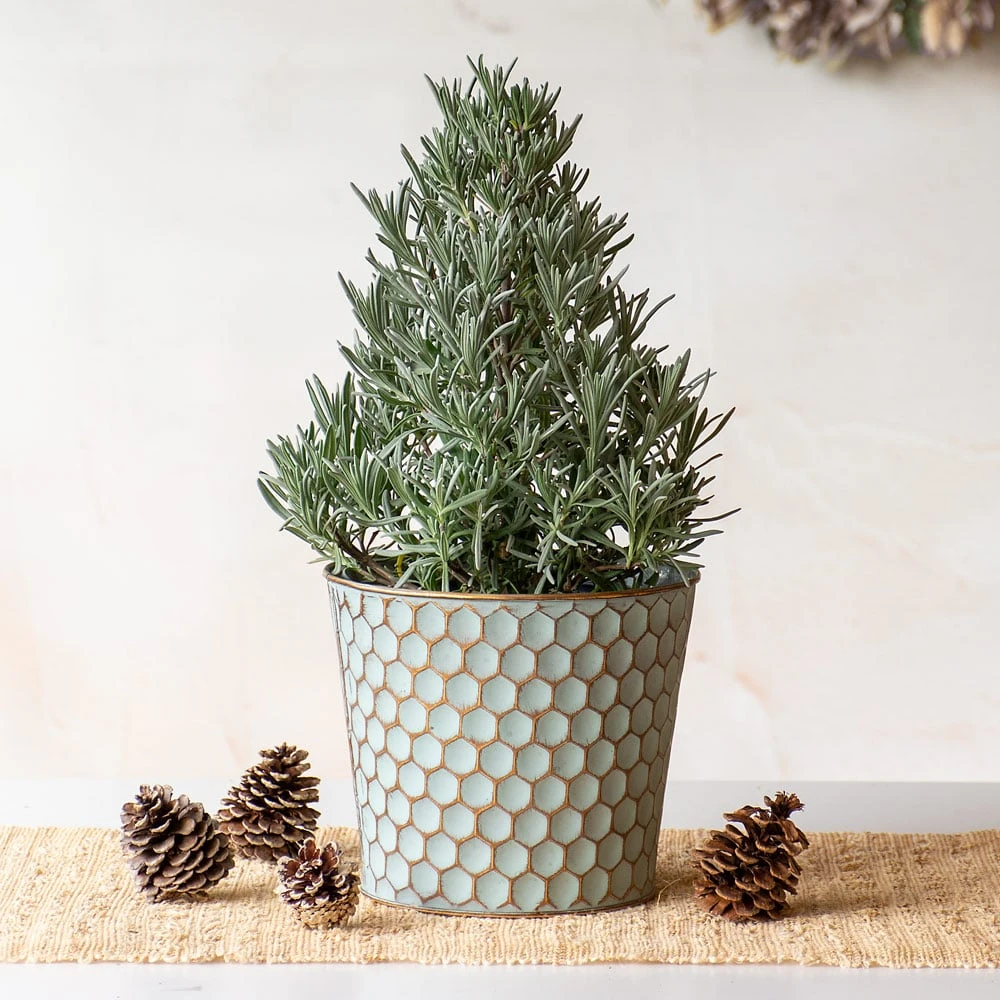 Lavender Tree In Honeycomb Metal Cachepot 1 Lavender Tree In Honeycomb Metal Cachepot
