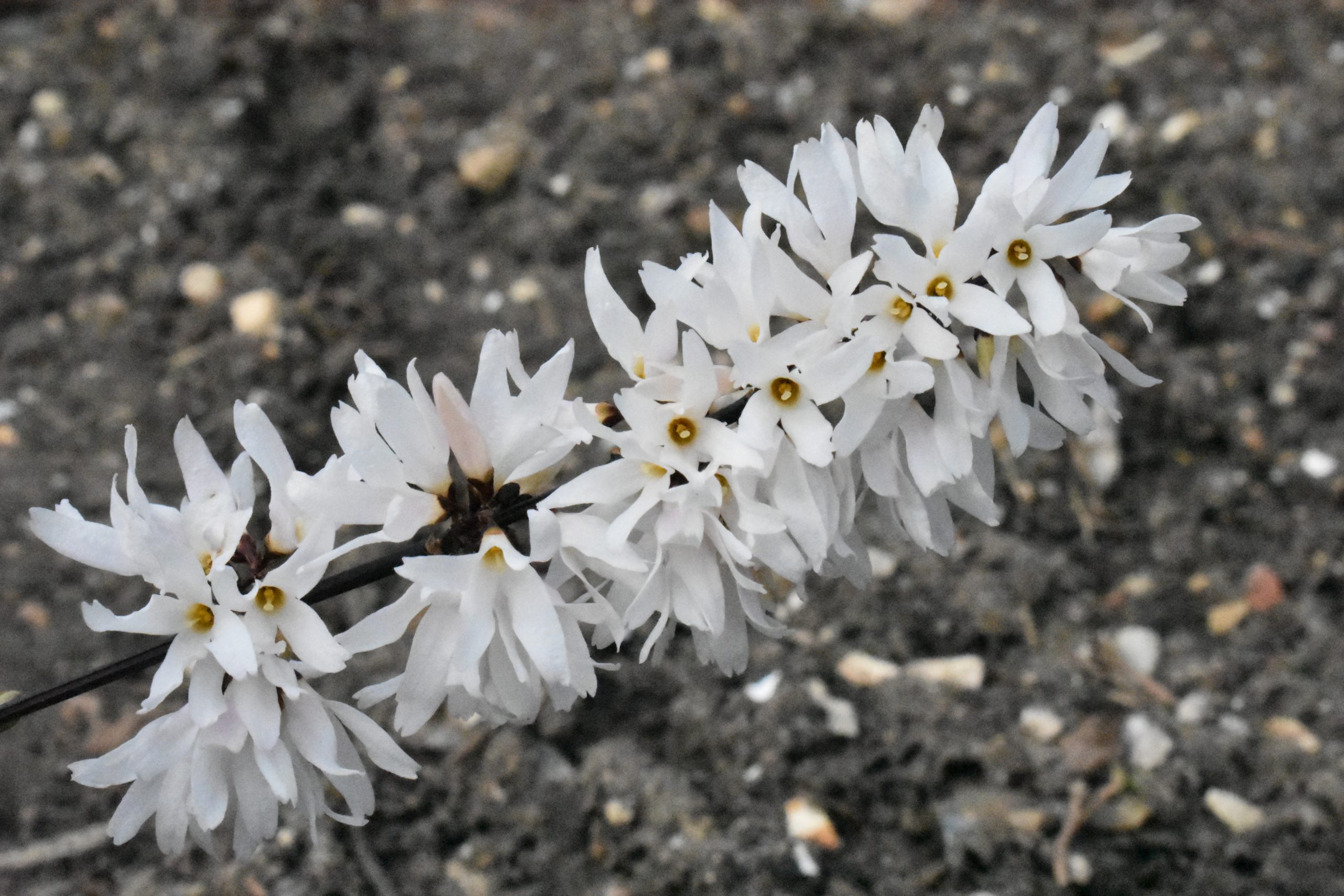 Olivia Plants Sales -Olivia Plants Sales Abeliophyllum distichum 20010408 scaled 1