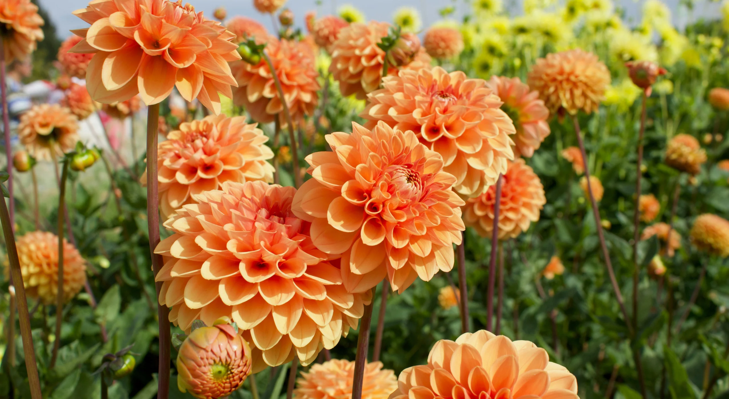 Olivia Plants Sales -Olivia Plants Sales Banners FloraStore 2