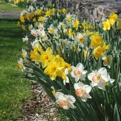 Collaboration For Part Shade For The South - Daffodils & Hosta -Olivia Plants Sales x600 10713