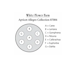 Apricot Allegro Annual Collection -Olivia Plants Sales x600 10817