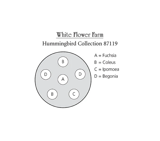 Hummingbird Annual Collection 1 Hummingbird Annual Collection