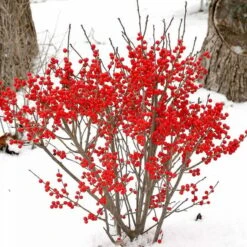 Compact Winterberry Duo 4 Compact Winterberry Duo -Olivia Plants Sales x600 11034