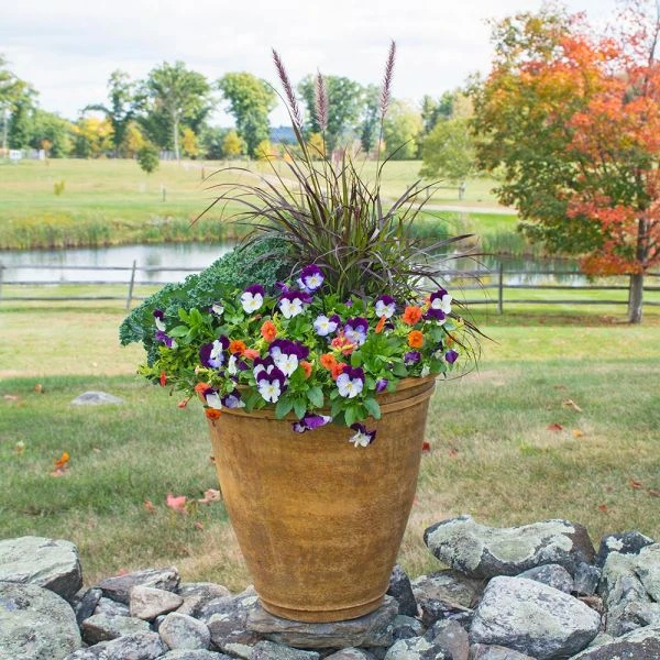 Fall Color Annual Collection 2 Fall Color Annual Collection - Image 2