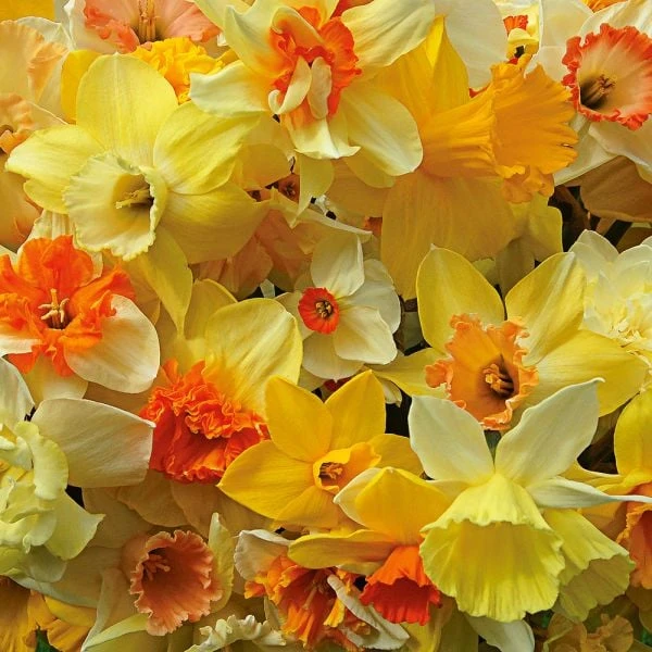 A Golden Legacy Narcissus Mix 2 A Golden Legacy Narcissus Mix - Image 2
