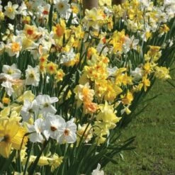 A Golden Legacy Narcissus Mix 5 A Golden Legacy Narcissus Mix -Olivia Plants Sales x600 11150
