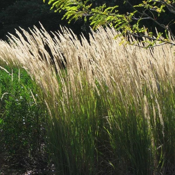 Ornamental Grass: Calamagrostis X Acutiflora 'Karl Foerster' 1 Ornamental Grass: Calamagrostis X Acutiflora 'Karl Foerster'