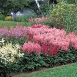 Cornerstone Astilbe Collection -Olivia Plants Sales x600 11201