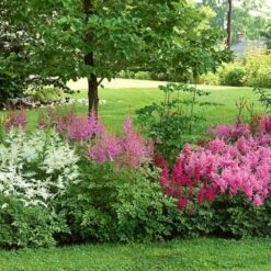 Cornerstone Astilbe Collection -Olivia Plants Sales x600 11202