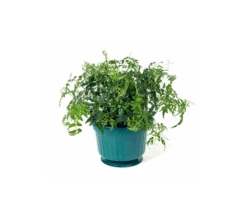 Jasmine In A Hanging Pot 5 Jasmine In A Hanging Pot -Olivia Plants Sales x600 11307