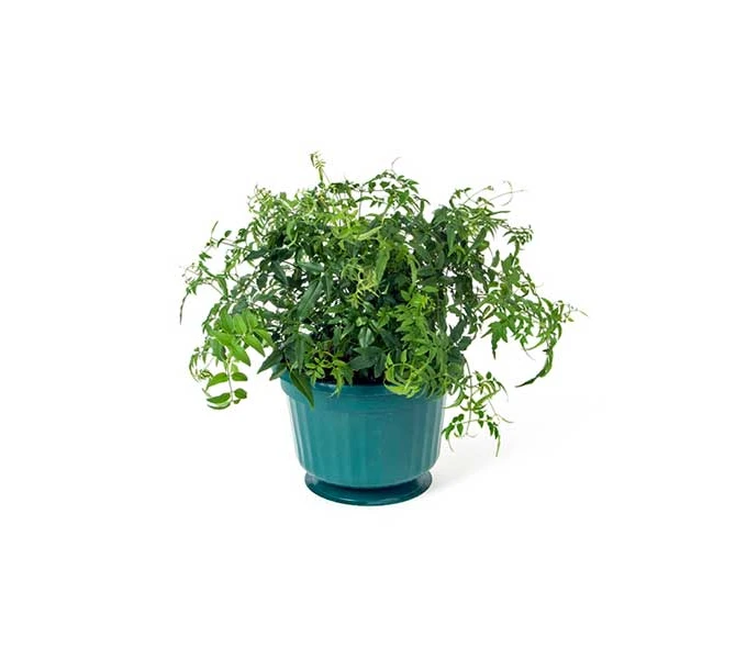 Jasmine In A Hanging Pot 3 Jasmine In A Hanging Pot - Image 3