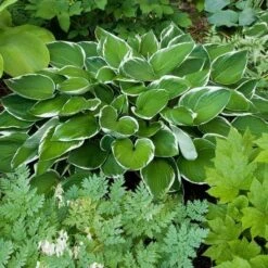 Emerald Isle Hosta Collection -Olivia Plants Sales x600 11396
